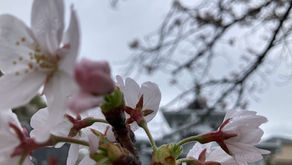 桜が満開を迎えています