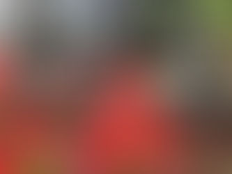 彼岸花が花開きました