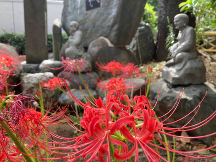彼岸花が花開きました