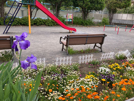 近所のお花