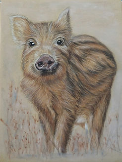Boar piglet.jpg