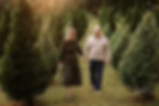 A couple holds hands, walking through a field of christmas trees at sunset. She wears a green dress; he wears a beige sweater. The mood is serene.