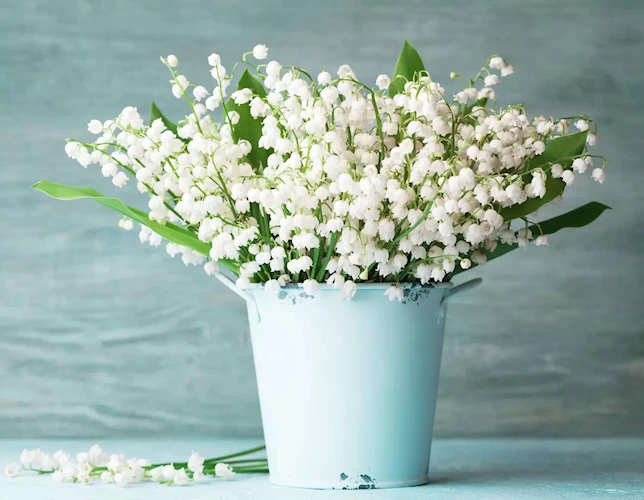 lily of the valley in a bucket