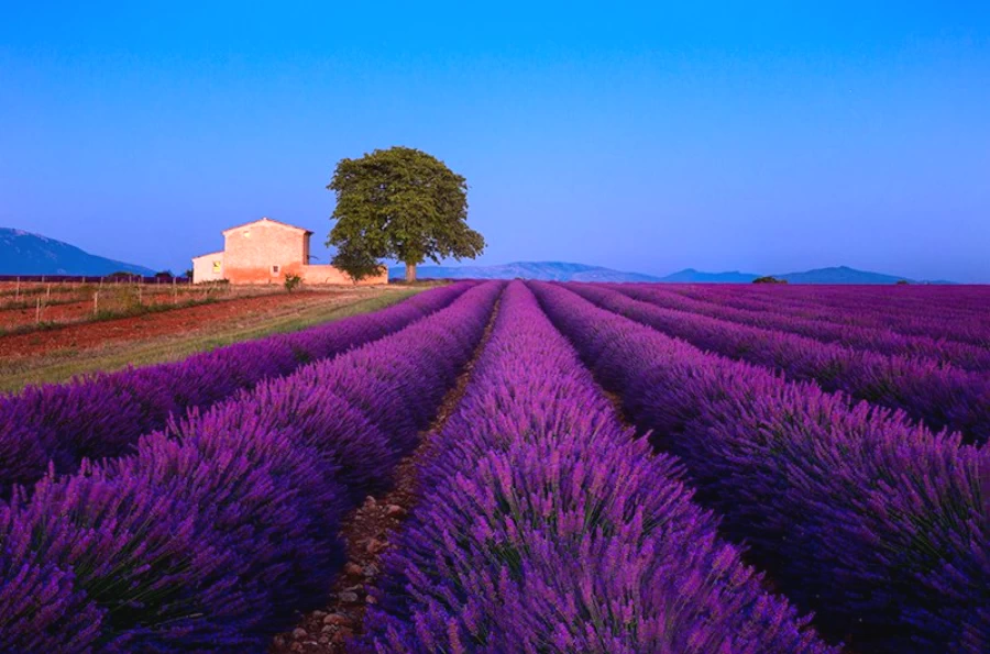 Lavender Fields of Valensole