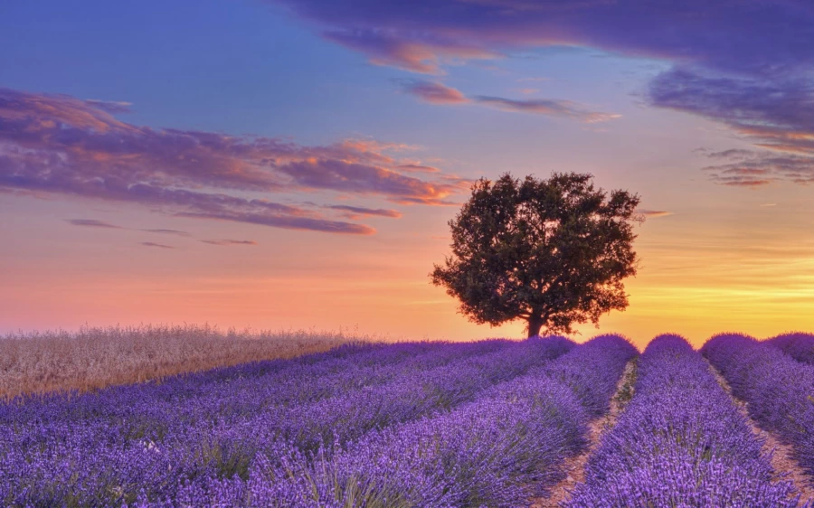 Lavender Fields of Valensole at Sunset