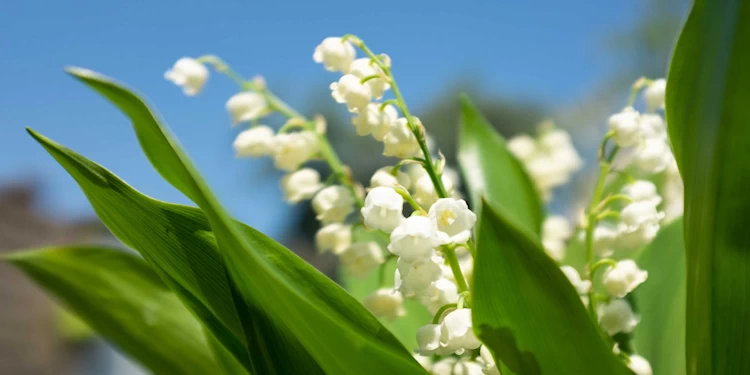 lily of the valley white bell-shaped flowers