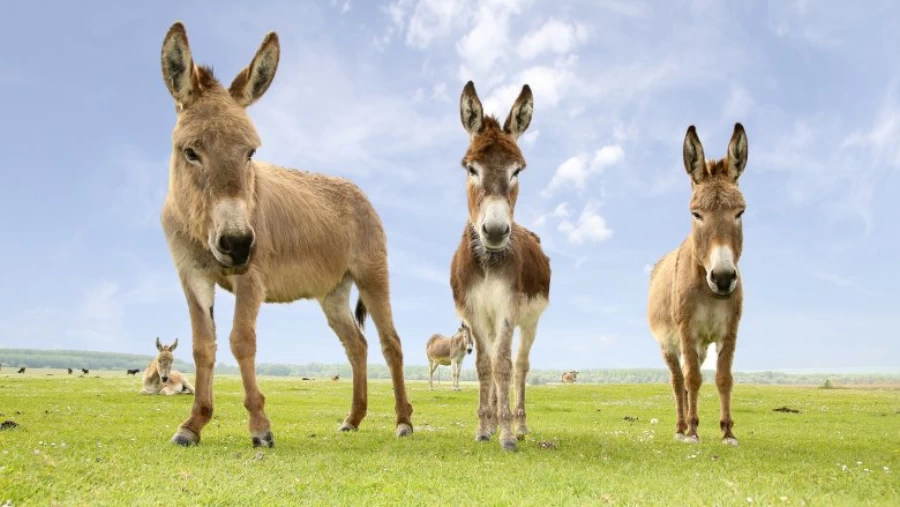 donkeys at a small farm in Hérault Occitan