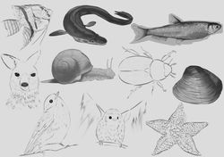 Animal sketches 1