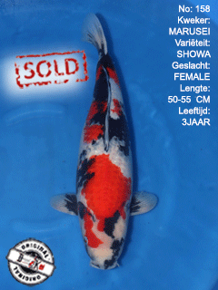 showa japan-koi-prijs-female-2018