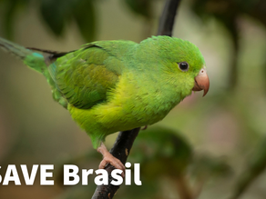 Notícias da SAVE Brasil | Abril 2024