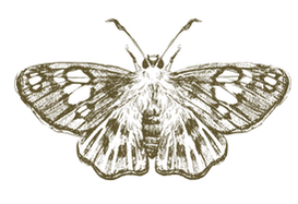 mariposa.png