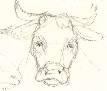 tete-vache_edited.jpg