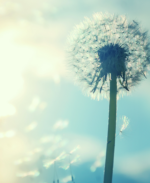 Imga d'un pissenlit pour retprésenter ma prestation de coaching Envole toi.