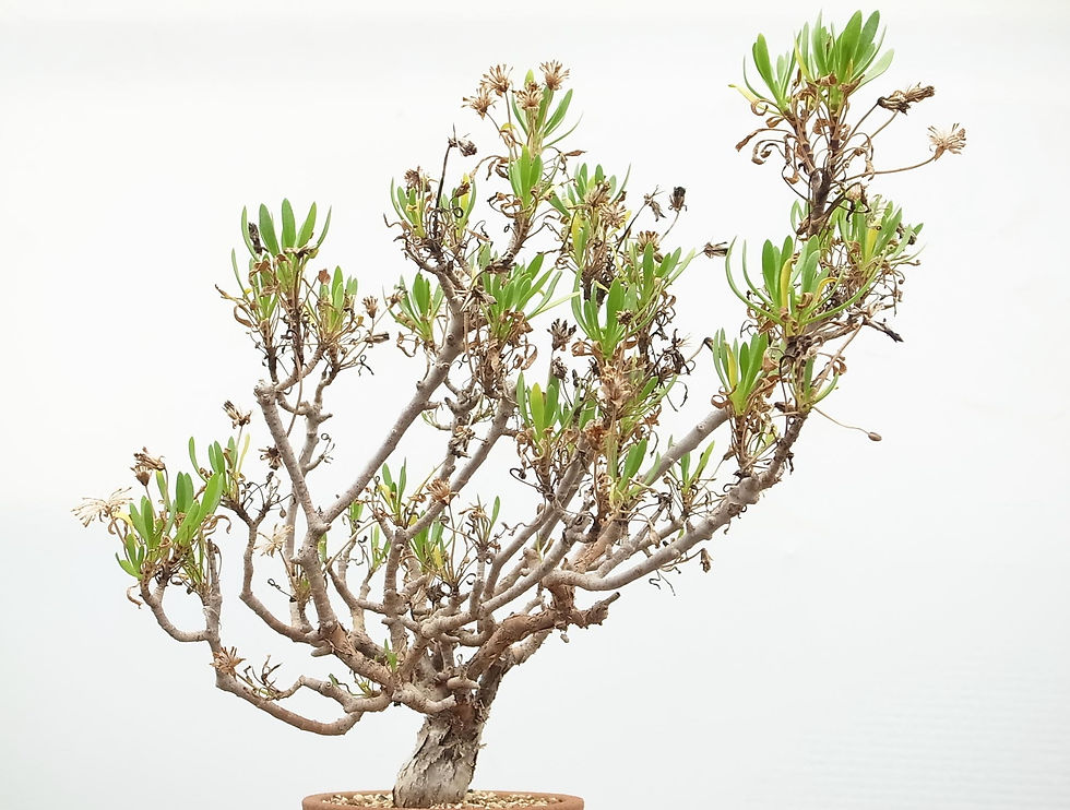 サムネイル： Othonna sp. Namibia  -specimen