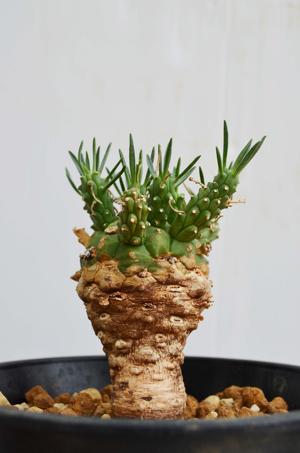 サムネイル： Euphorbia dayvi