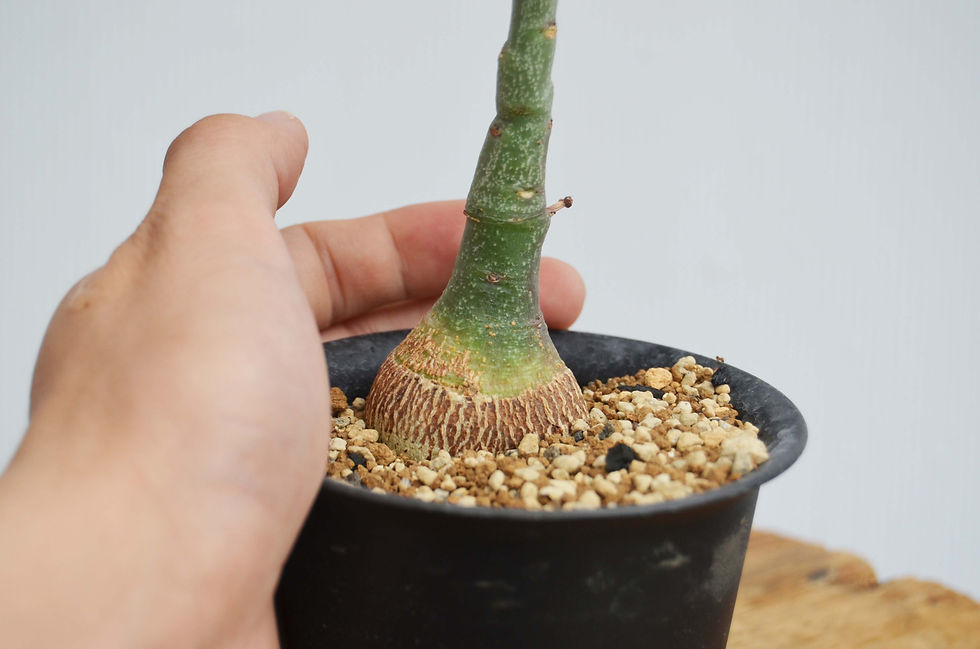 サムネイル： Adenia grauca-S (2)