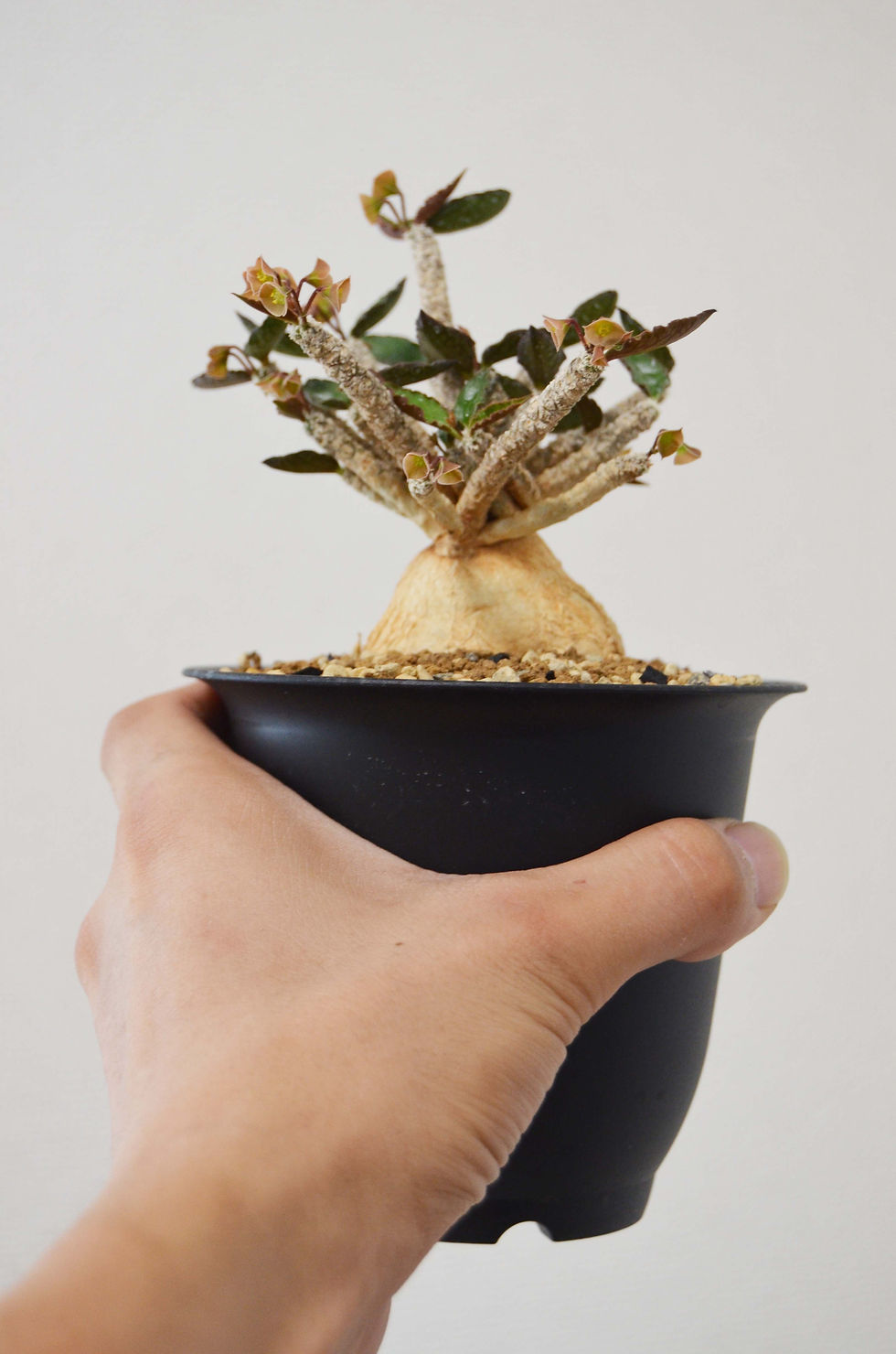 サムネイル： Euphorbia ambovombensis
