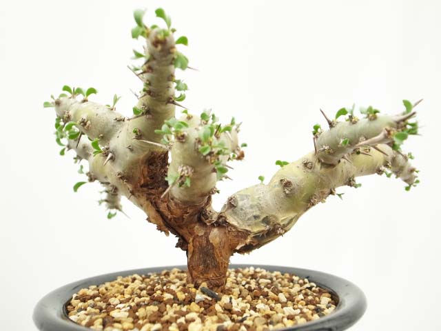 サムネイル： Sarcocaulon patersonii