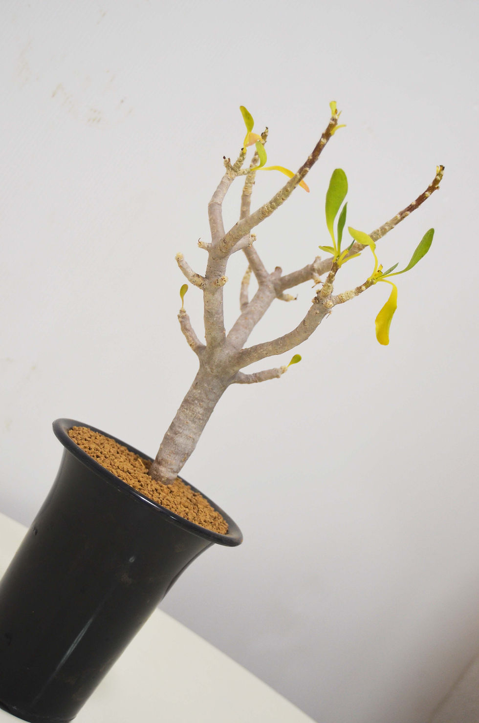サムネイル： Othonna furcata