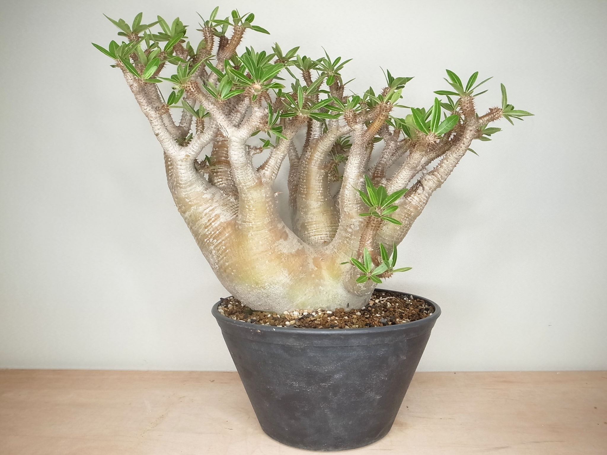 Pachypodium makayense