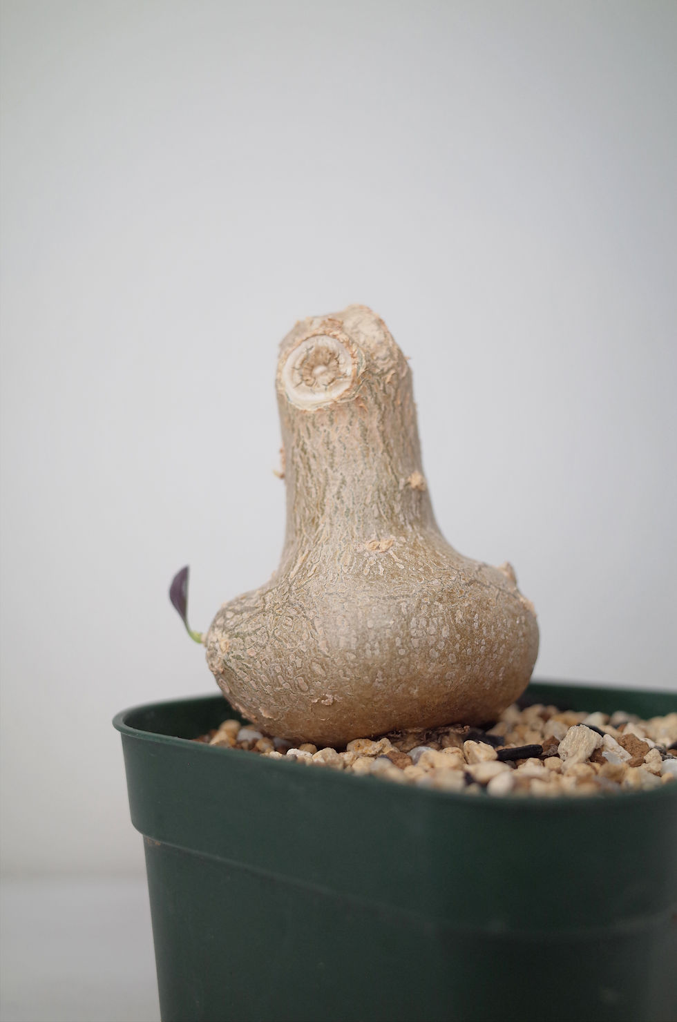 サムネイル： Othonna triplinervia