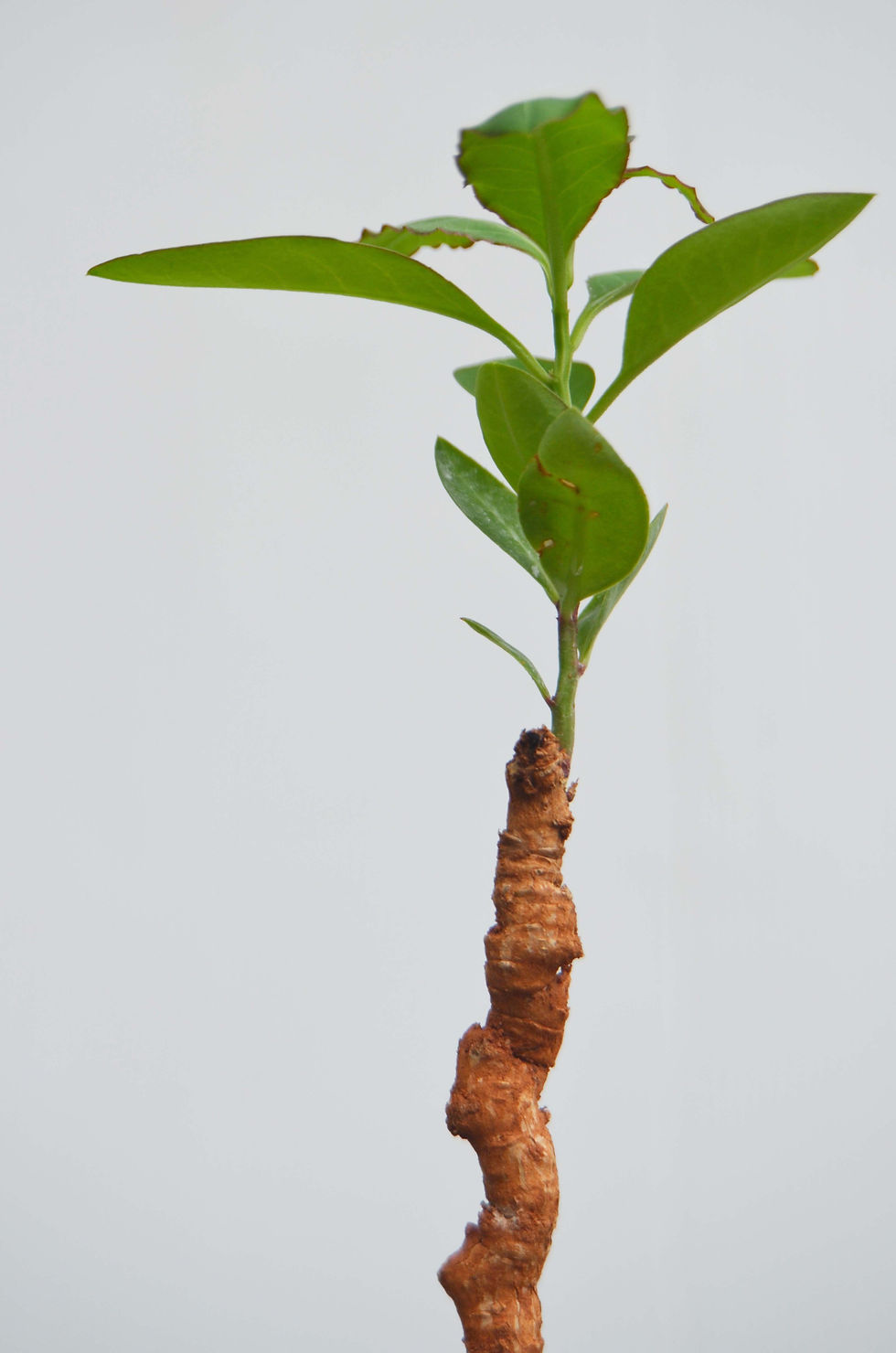サムネイル： Monadenium crispum