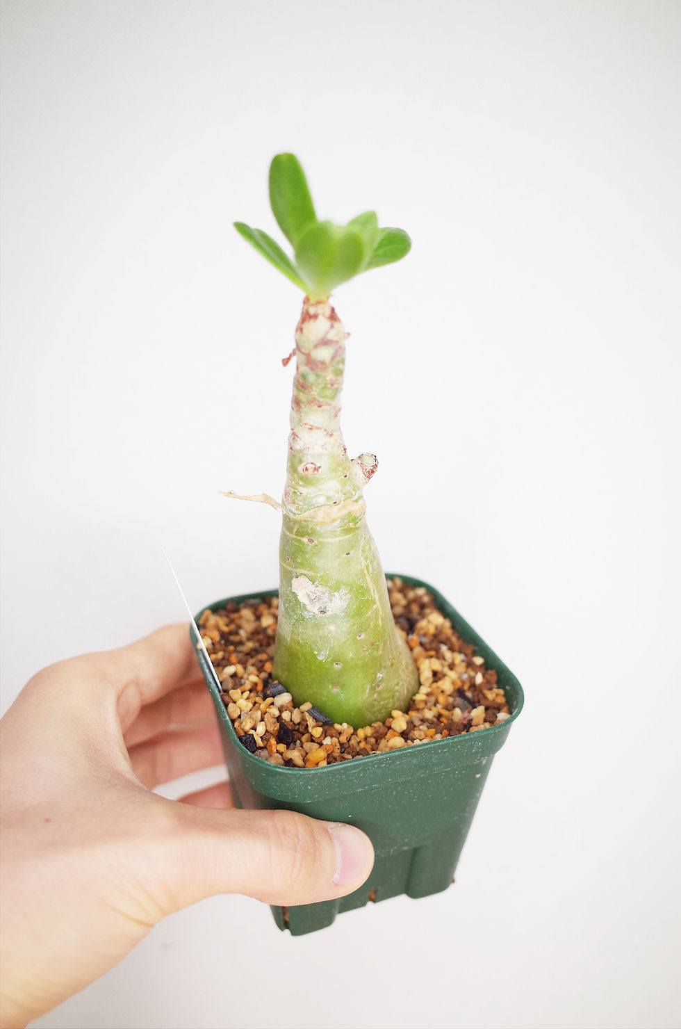 サムネイル： Tylecodon paniculatus