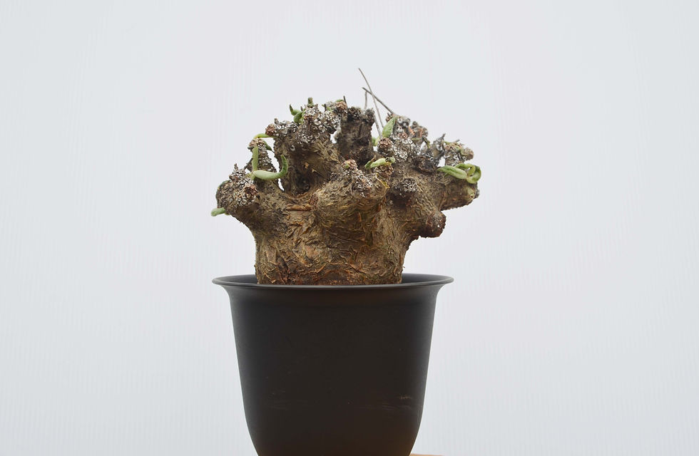 サムネイル： Tylecodon pearsonii
