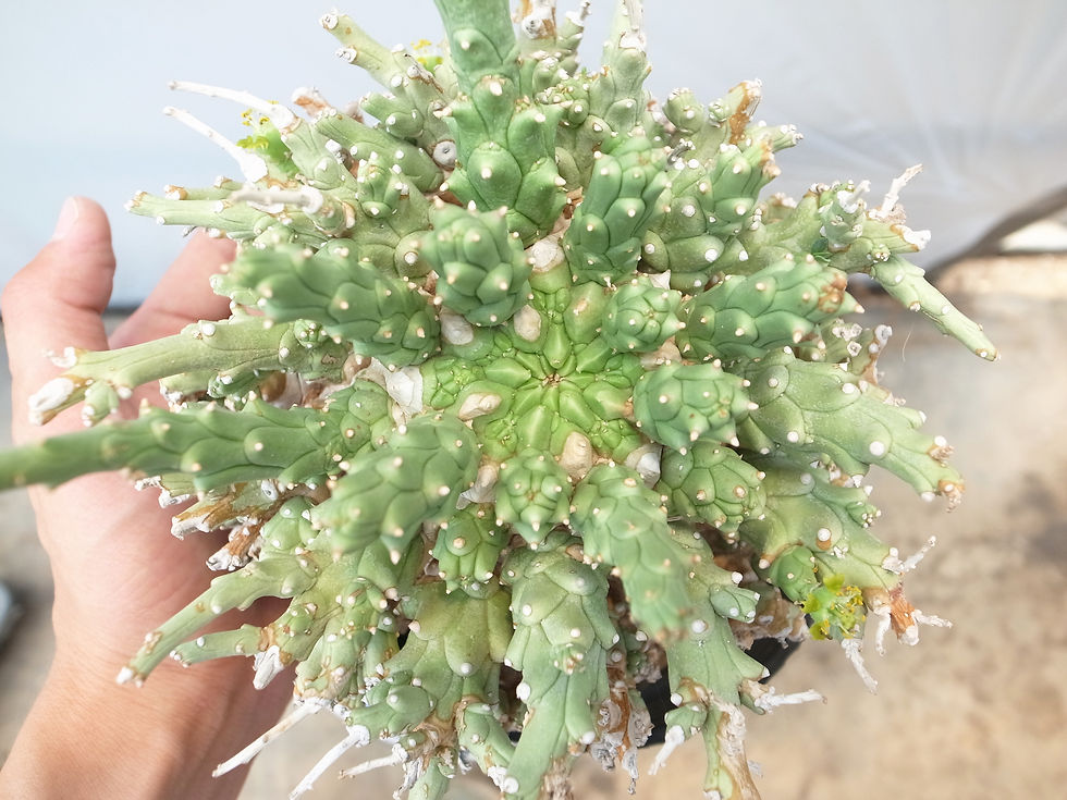 サムネイル： Euphorbia multiramosa-XL