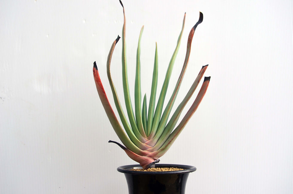 サムネイル： Aloe plicatilis