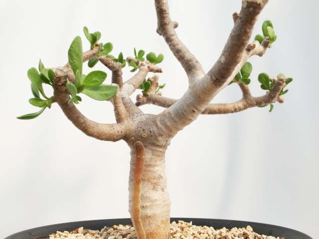 サムネイル： Othonna furcata
