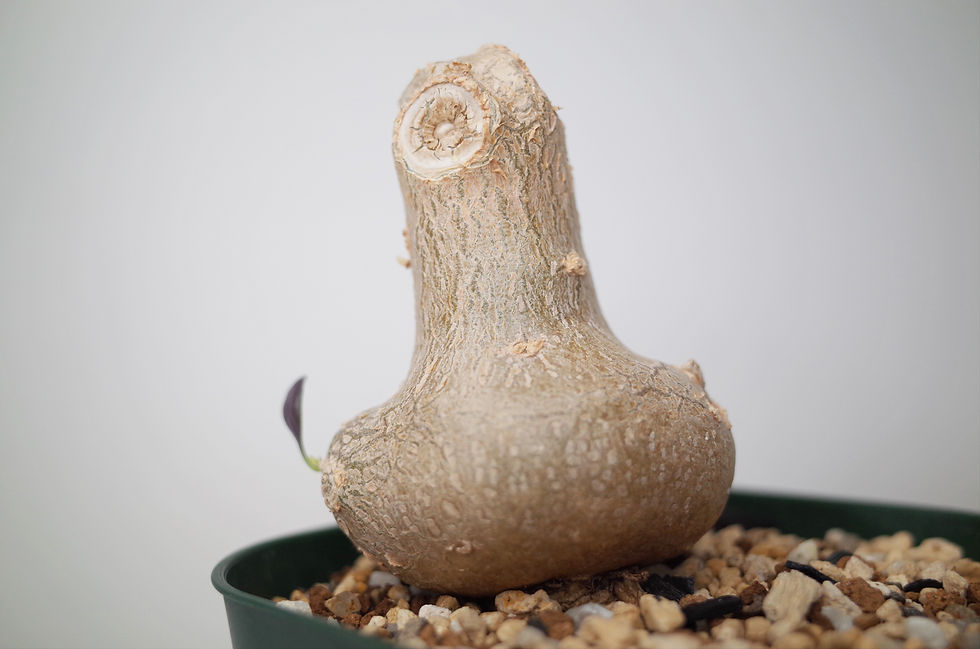 サムネイル： Othonna triplinervia