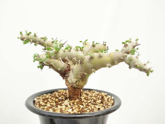 サムネイル： Sarcocaulon patersonii