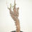サムネイル： Ceropegia dimorpha