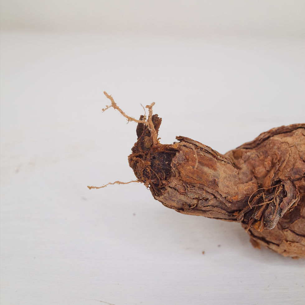 サムネイル： Pelargonium triste
