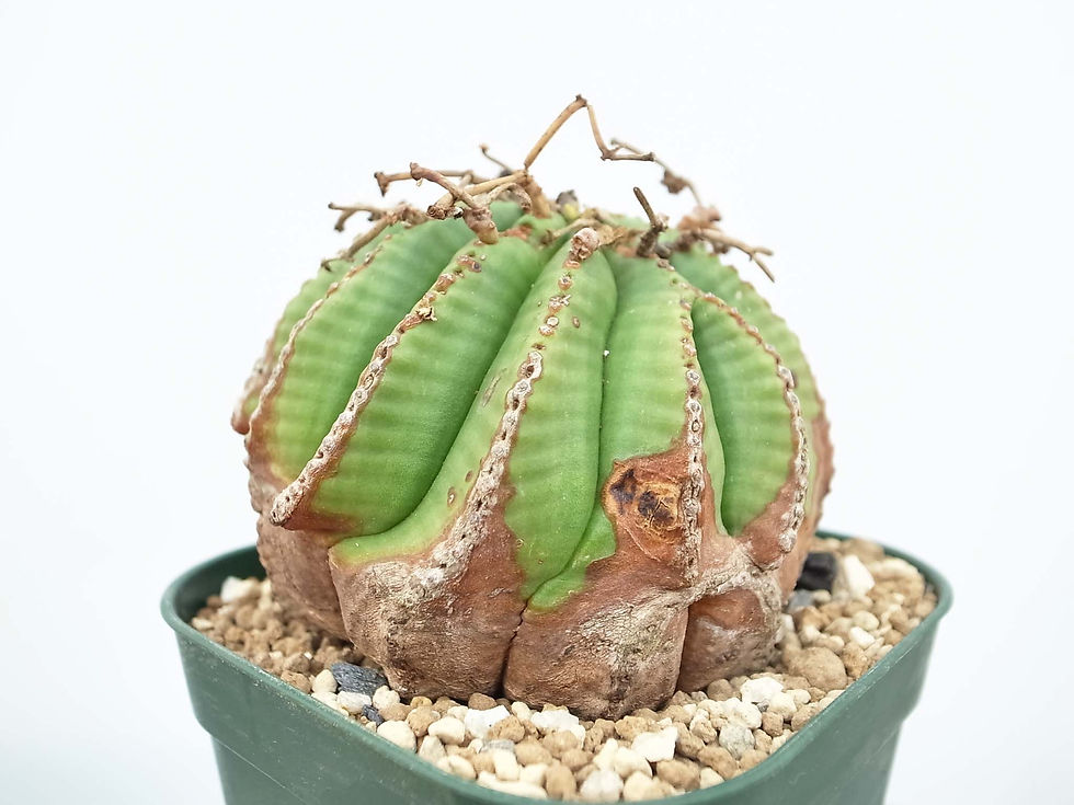 サムネイル： Euphorbia valida