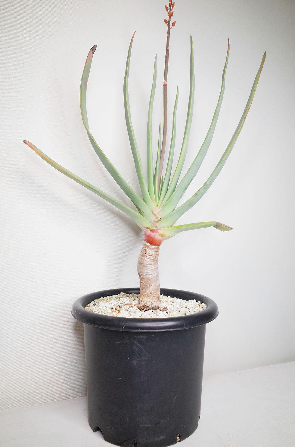 サムネイル： Kumara(Aloe) plicatilis