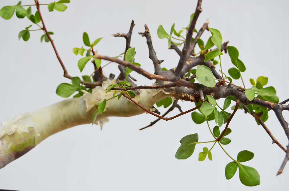 サムネイル： Commiphora kataf
