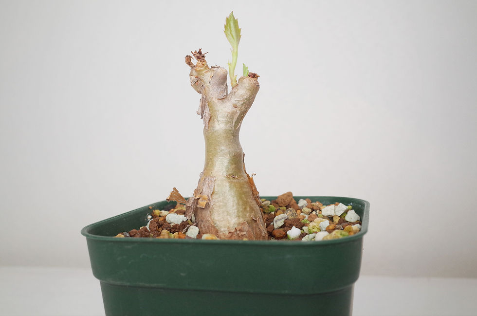 サムネイル： Cyphostemma juttae