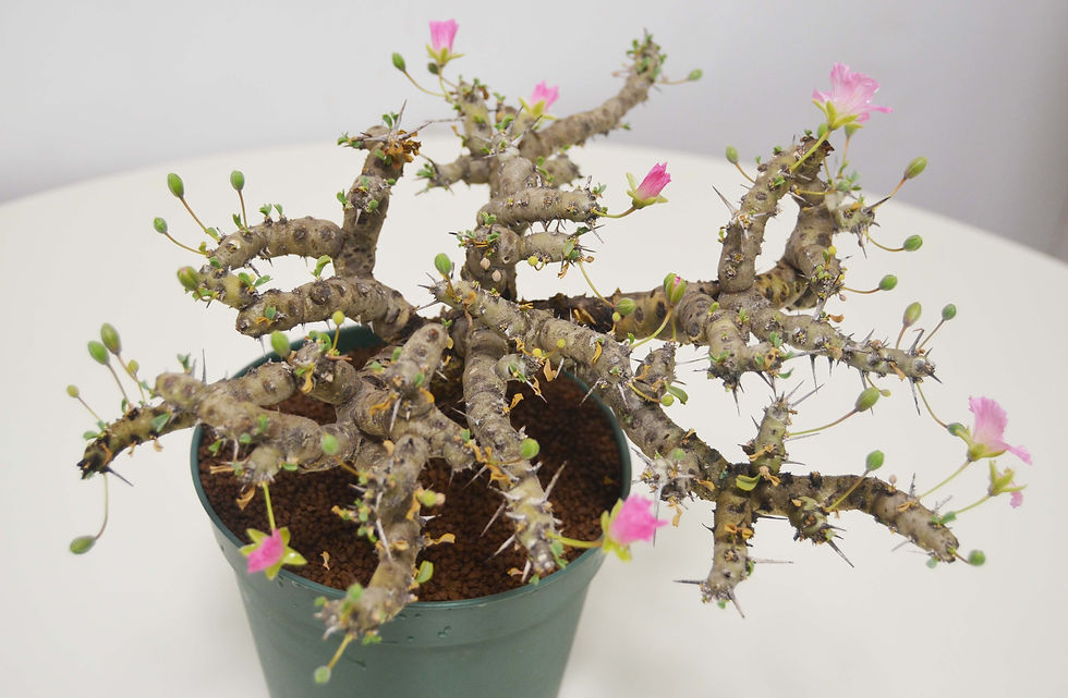 サムネイル： Sarcocaulon patersonii