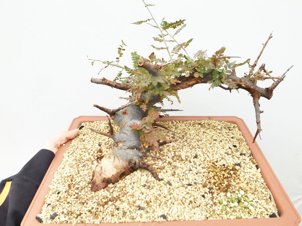 サムネイル： Boswellia neglecta
