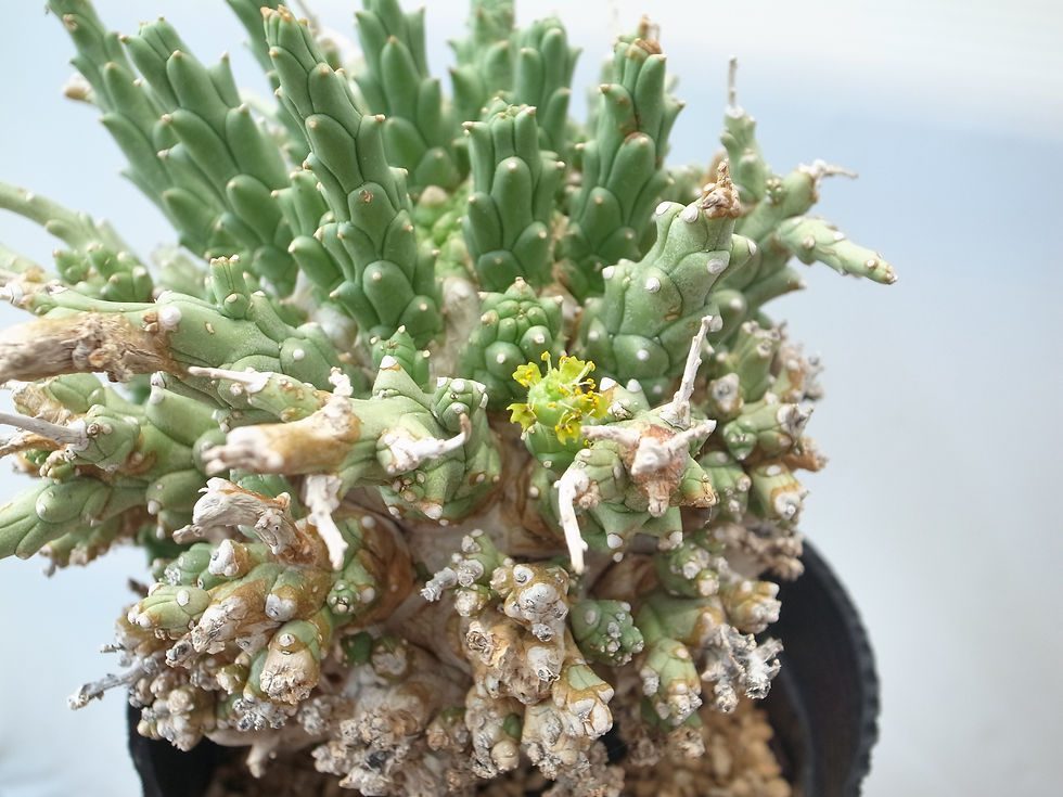 サムネイル： Euphorbia multiramosa-XL