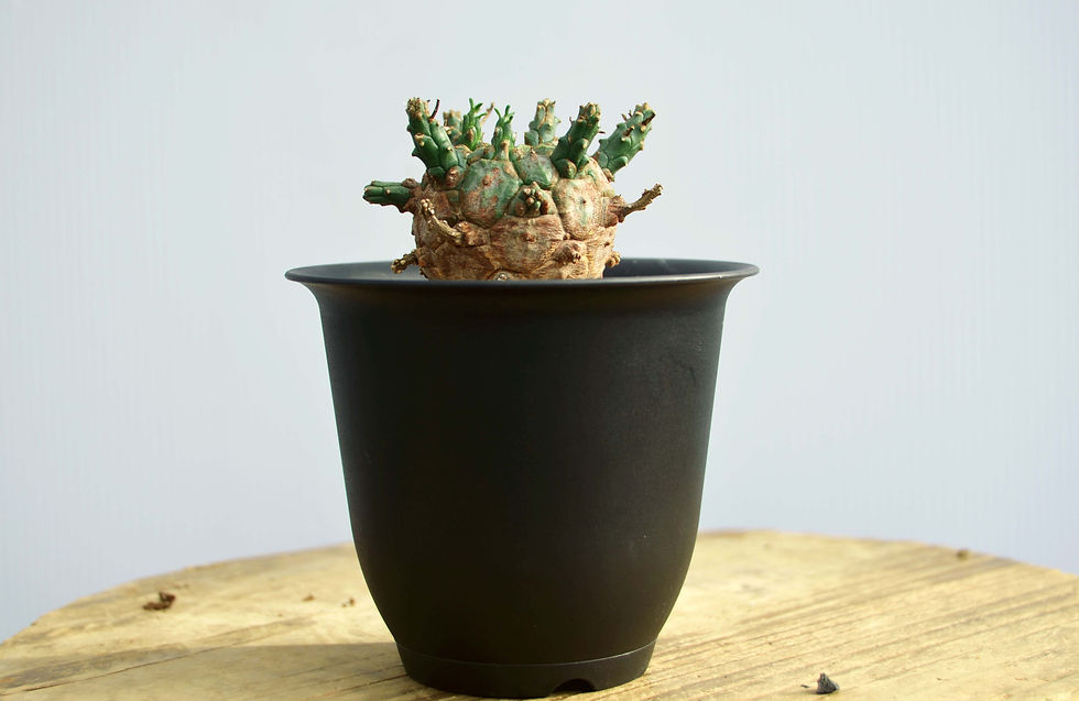 サムネイル： Euphorbia decepta