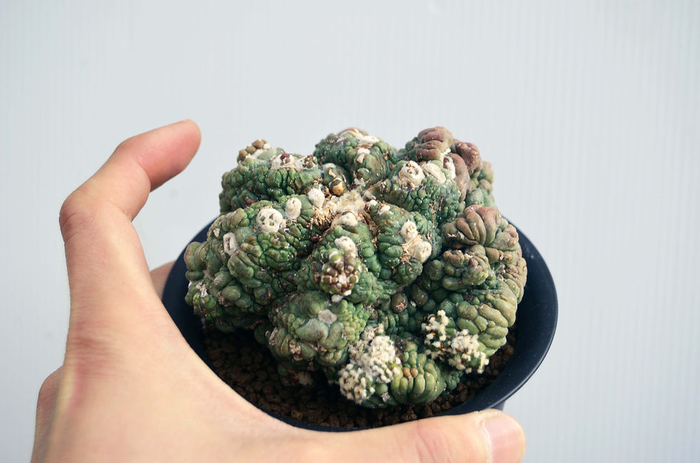 サムネイル： Astrophytum asterias f. monst