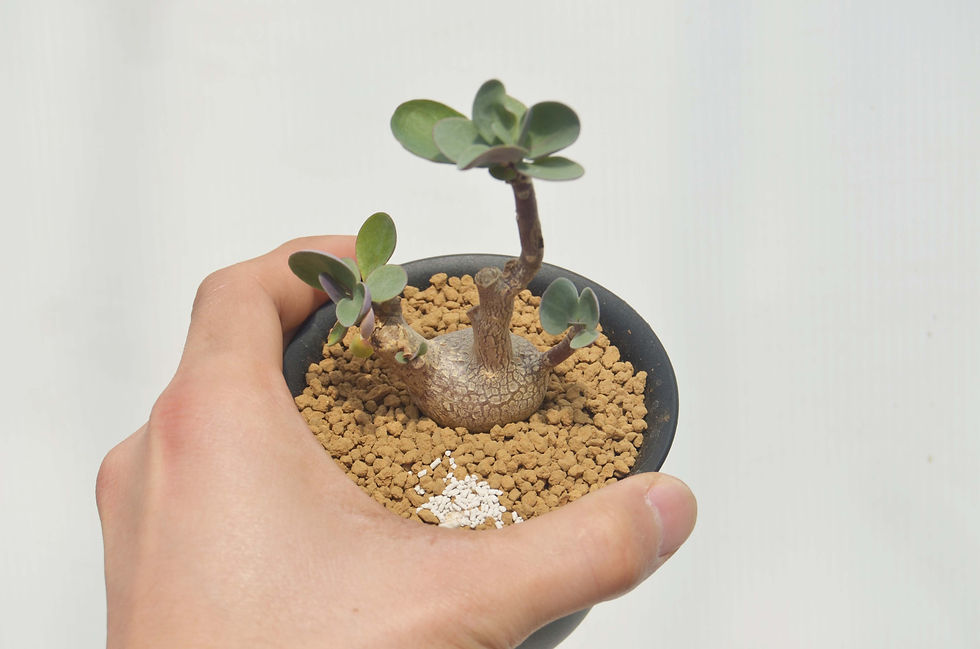 サムネイル： Othonna triplineriana
