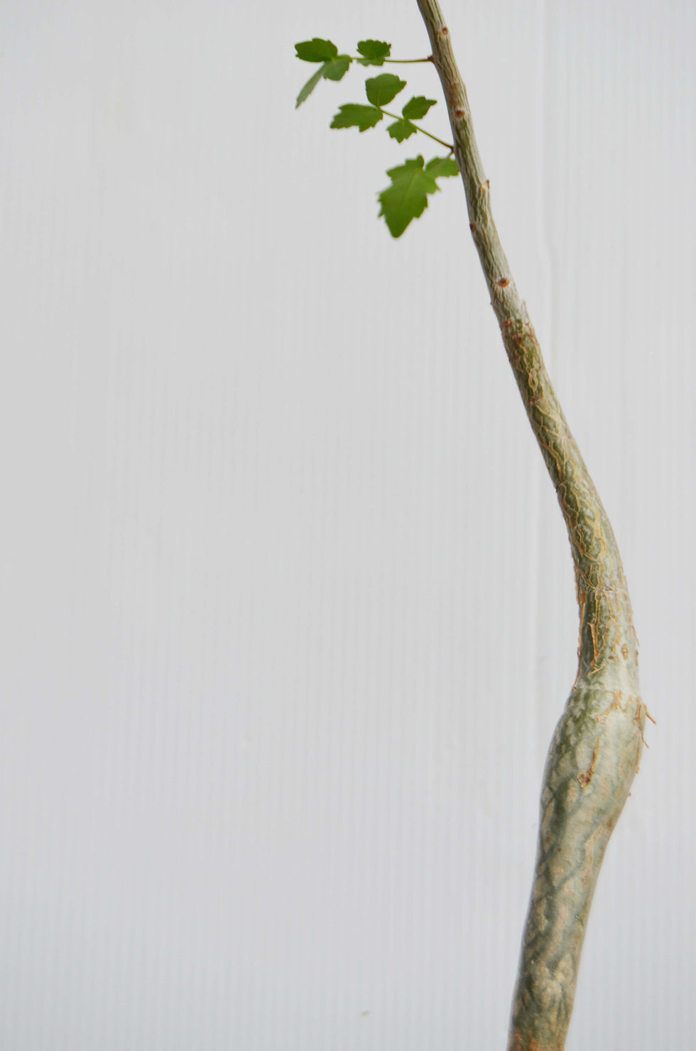 サムネイル： Bursar fagaroides-S