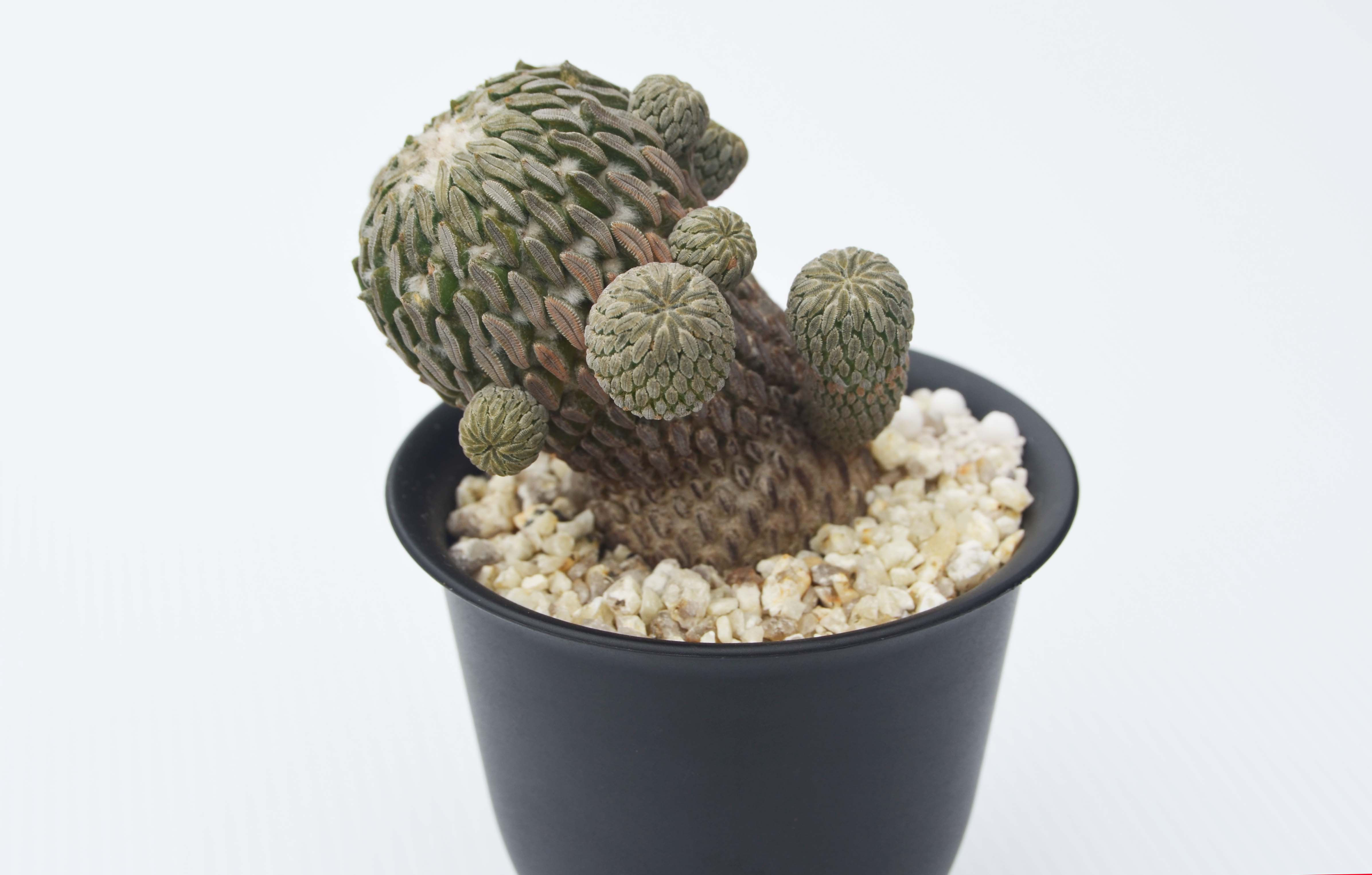 Pelecyphora aselliformis