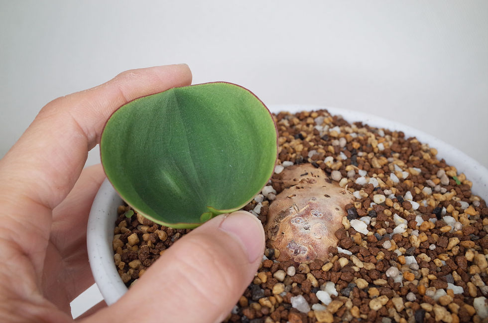 サムネイル： Eriospermum sp.