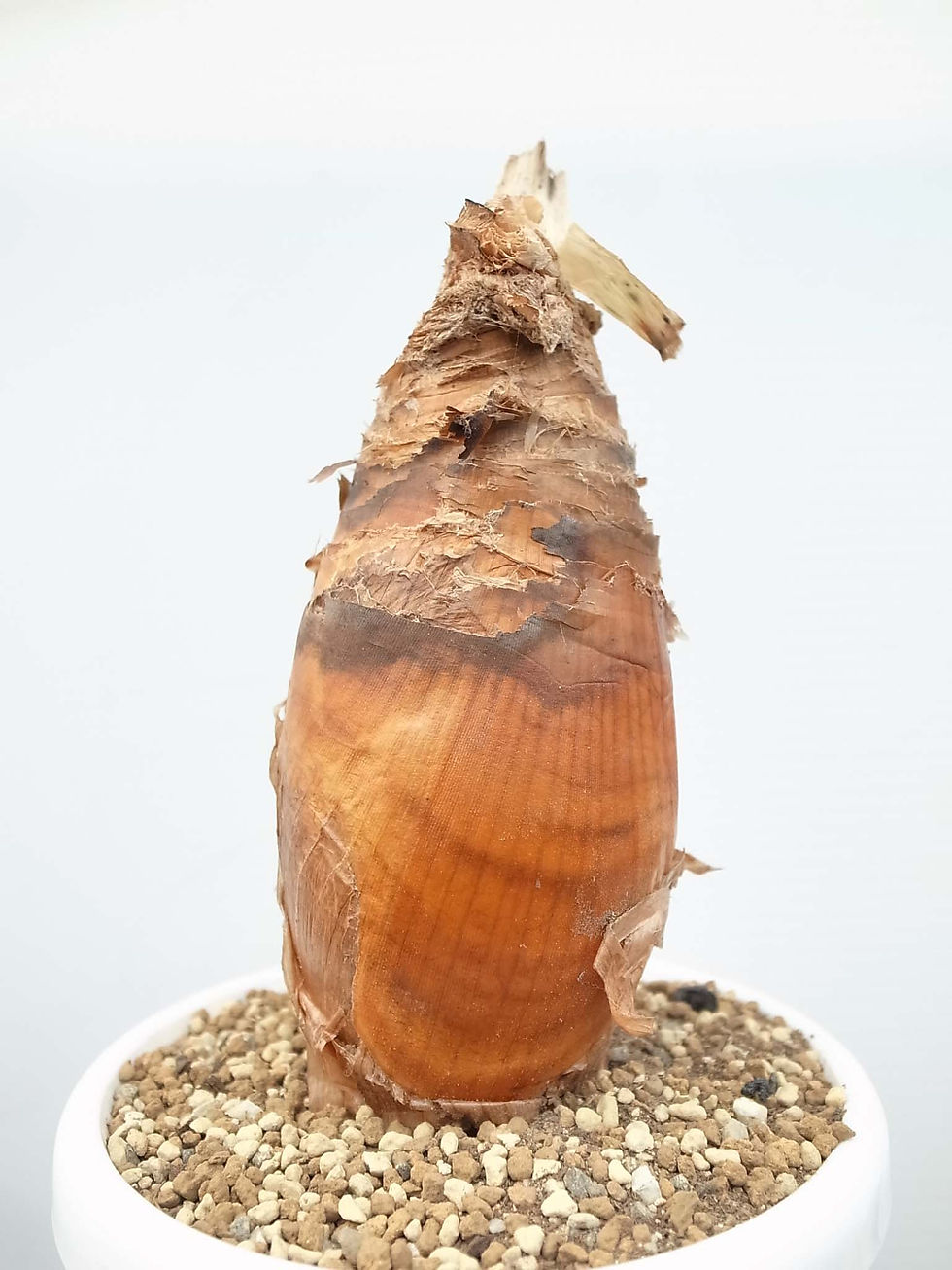 サムネイル： Boophane disticha eastcape form