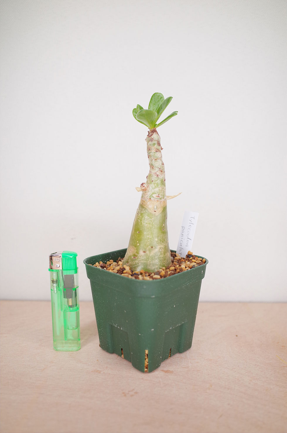 サムネイル： Tylecodon paniculatus
